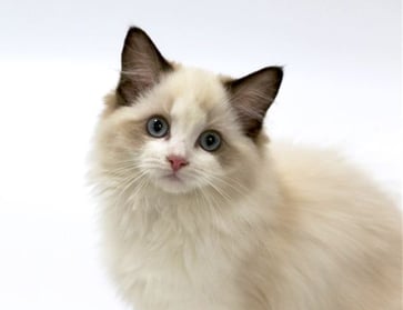 可愛的毛茸茸寵物貓