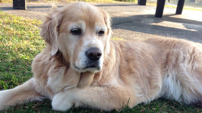 Algordanza Pet Memorial Diamond