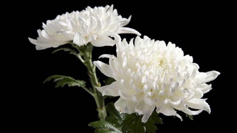 Algordanza Funeral Service