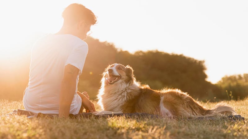 Algordanza Pet Memorial Diamond