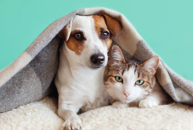 將愛寵永遠留在心中