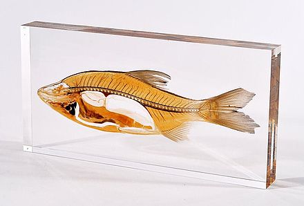 Scheibenplastinat