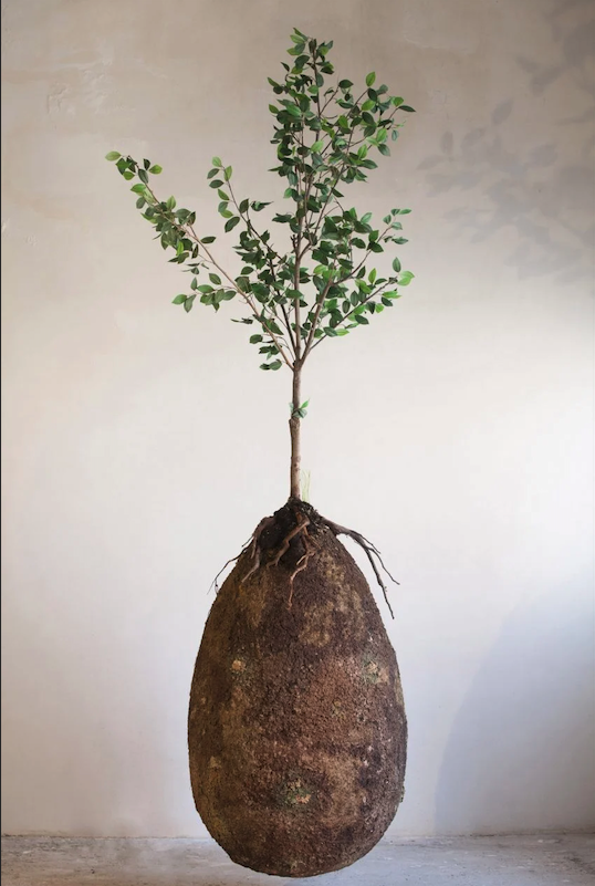 Tree Burial