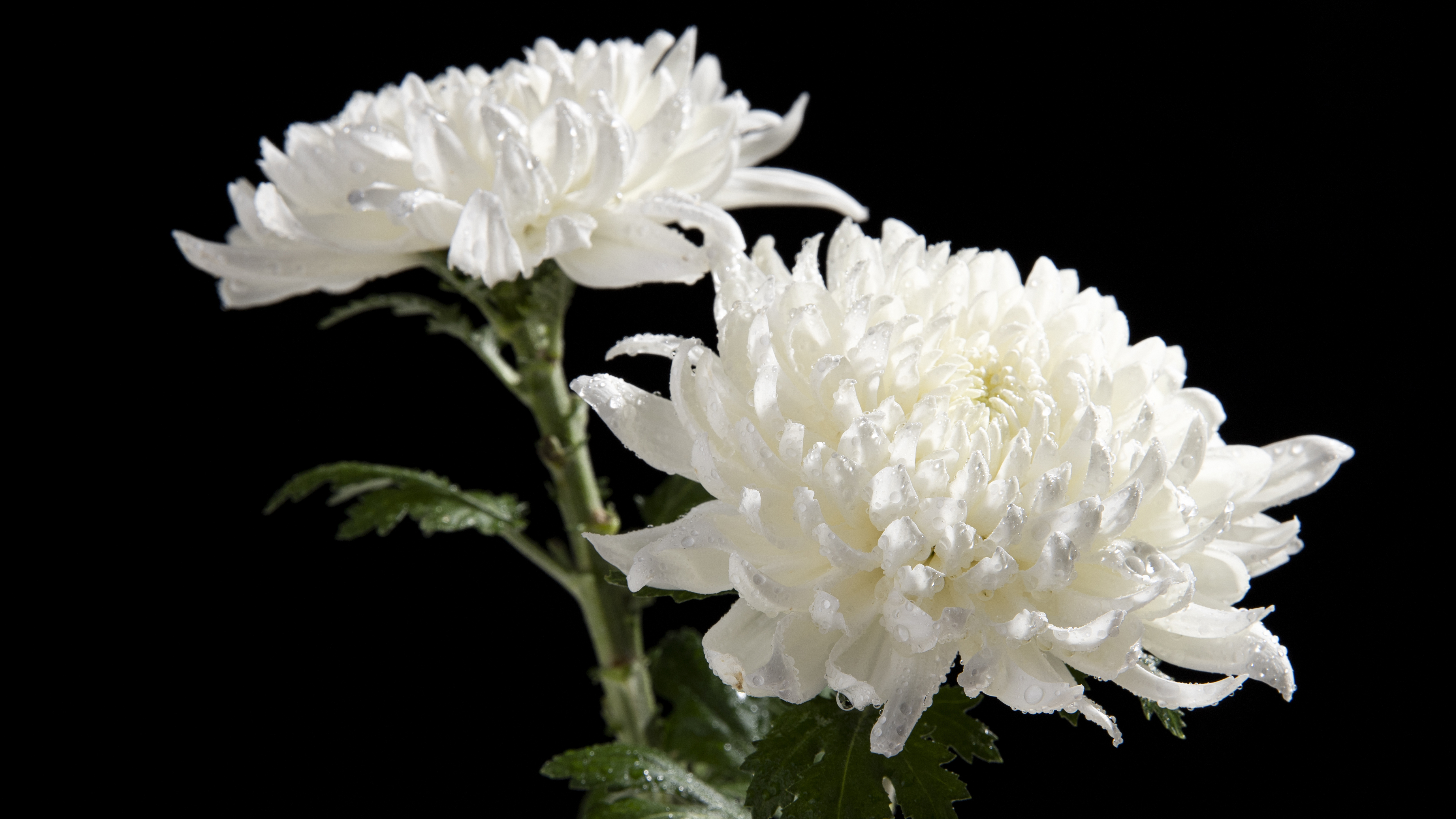 Algordanza Funeral Service