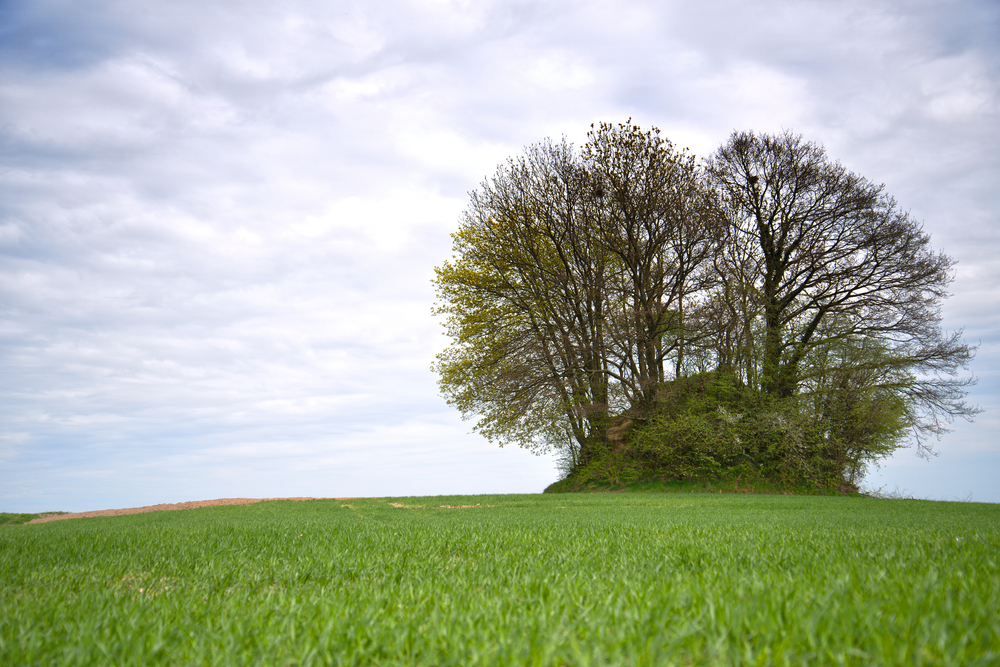  green burial1